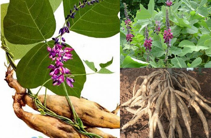 Sắn dây là một loại thực vật có tác dụng xua đuổi rắn khá tốt