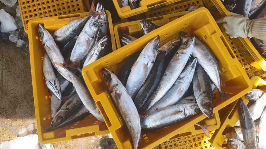 Cá nục vừa ngon vừa bổ  