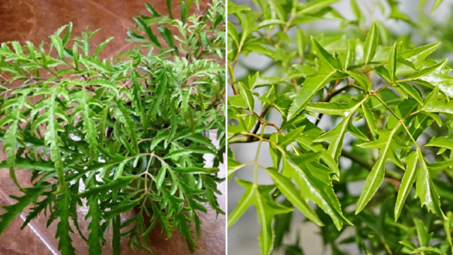 Có thể trồng cây đinh lăng trong nhà, vừa để làm cảnh vừa để lấy lá, lấy rễ vừa có ý nghĩa tốt đối với phong thủy của căn nhà.