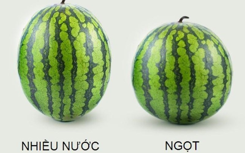 Hình dáng quả dưa    