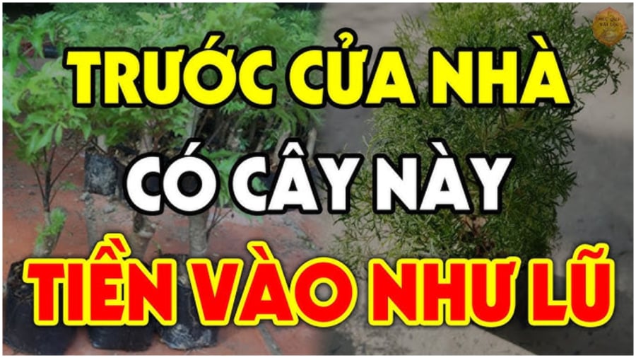 Những loại cây mang lại may mắn