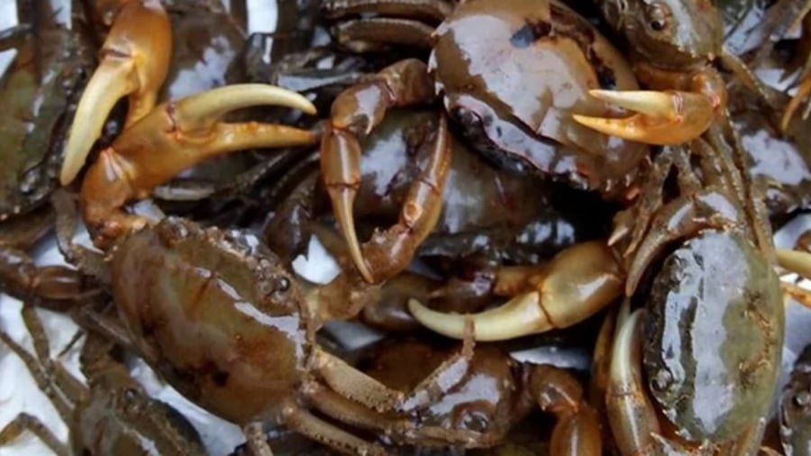 Cua đồng ngon phải là cua chắc, không non, không có con