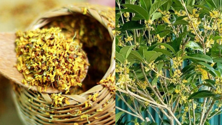 Hoa mộc hương có giá trị kinh tế cao