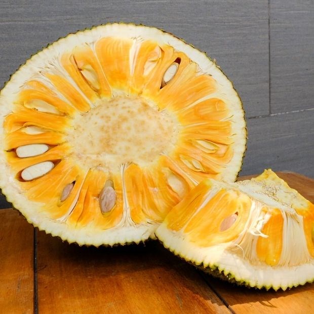 Quan sát nhựa mít    
