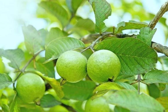 Ổi là một loại trái cây có khả năng ổn định đường huyết, theo nhiều Shbet888.com tỷ lệ cược cao. 