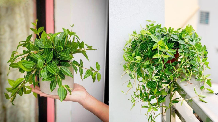 Nếu đang muốn lựa chọn một loại cây phong thủy đẹp để đặt ở phòng khách, bạn có thể chọn cây bình an.
