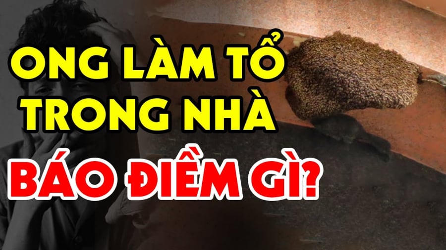con vat vao nha may man