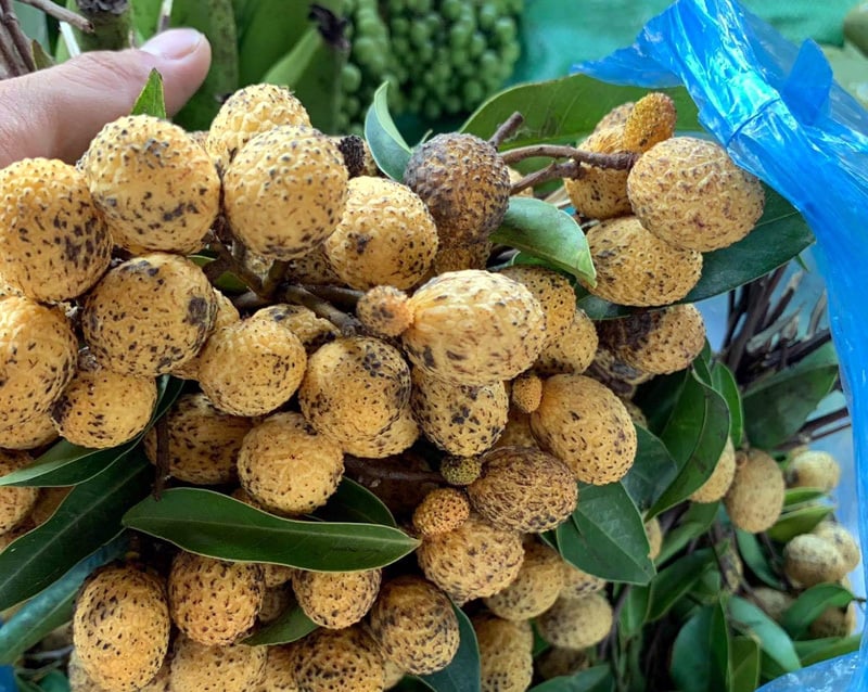 Các loại quả rừng với đặc điểm sạch và hương vị độc đáo đã thu hút sự chú ý và tò mò của chị em ở thành phố