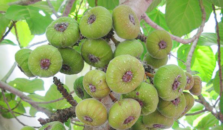 Tại Huế, cây vả thường được trồng trong các khu vườn, quanh các ngôi chùa