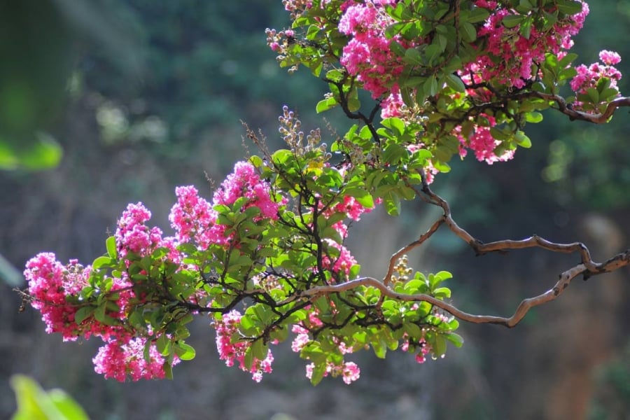 Hoa tường vi mang thông điệp liên quan đến tình yêu đôi lứa