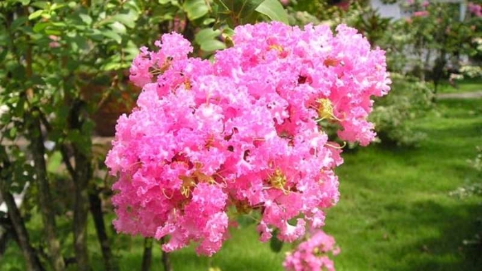 Hoa tường vi phấn hồng thể hiện hẹn ước mãi yêu nhau