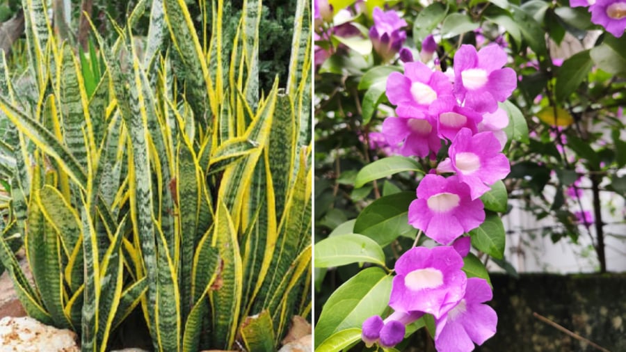 Cây lưỡi  hổ (bên trái) và cây hoa lan tỏi cũng là những loại cây có tác dụng đuổi rắn.