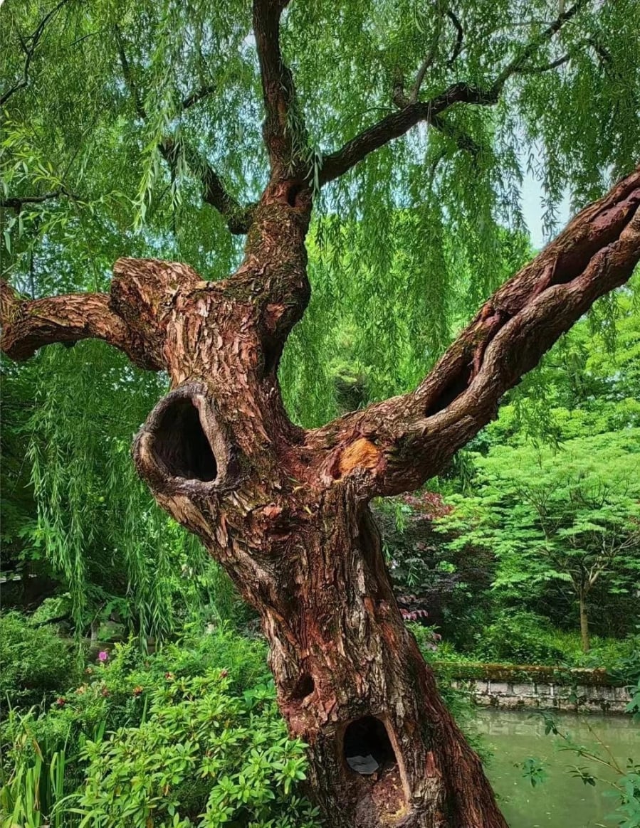 Theo quan niệm, cây liễu thuộc phần âm, dẫn dụ âm khí đến ngôi nhà. 