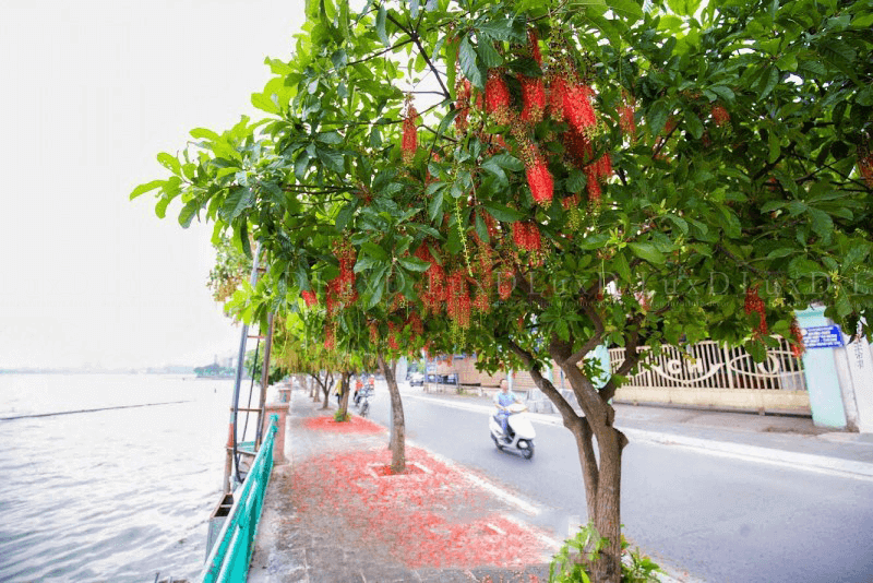 Tại Việt Nam, cây lộc vừng phân bố rộng khắp từ Bắc đến Nam