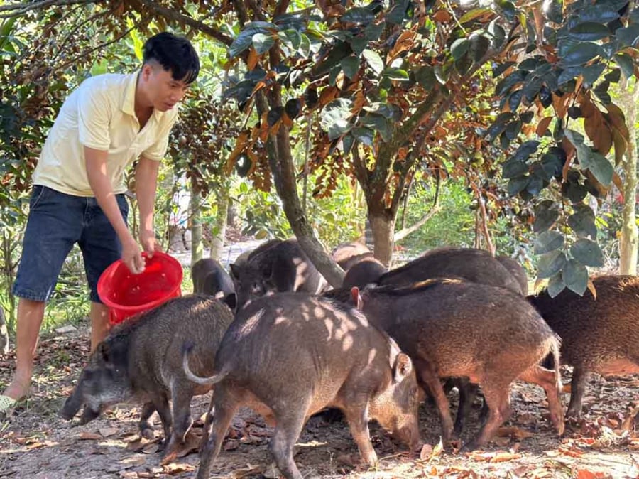 Chuồng trại được chia thành các khu vực để quản lý đàn heo