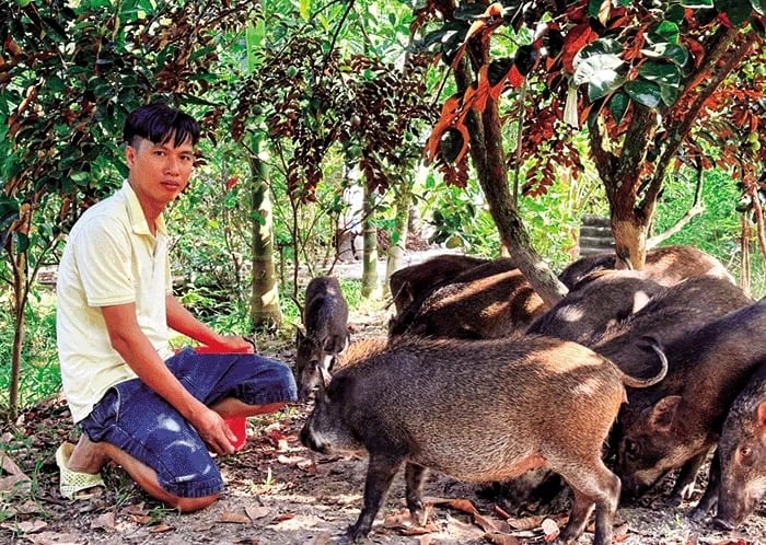 Với việc bổ sung trái cây, heo rừng phát triển nhanh, thịt săn chắc, thơm ngon, ít bệnh hơn so với việc chỉ nuôi bằng thức ăn công nghiệp