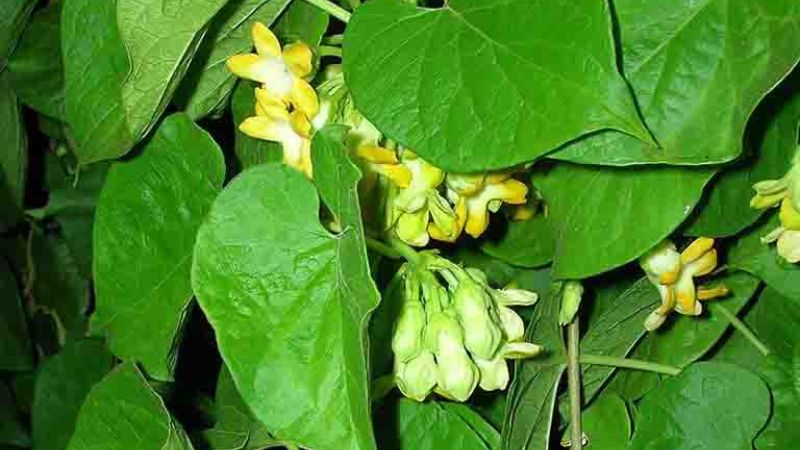 Đặc biệt, theo quan niệm dân gian, hoa thiên lý gắn liền với ý nghĩa của tình yêu chung thủy
