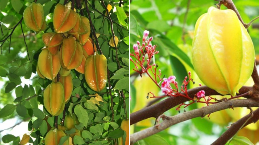 Cây khế không chỉ là loại cây ăn quả, lấy bóng mát mà cũng được coi là cây phong thủy, mang tài lộc đến cho Shbet111 slot, casino, thể thao, xổ số.