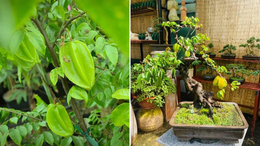 Hầu hết các tuổi, các mệnh đều có thể trồng cây khế như một loại cây phong thủy, thu hút may mắn, tài lộc vào nhà.