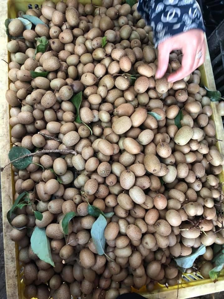 Kiwi rừng tự mọc trong các khu rừng ở Tây Bắc và Tây Nguyên