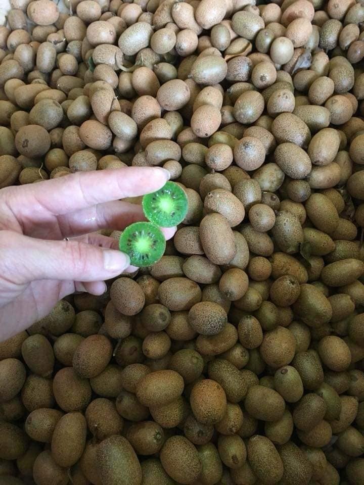Bên trong quả kiwi rừng có màu xanh ngọc rất đẹp, trái bé như quả cà chua bi