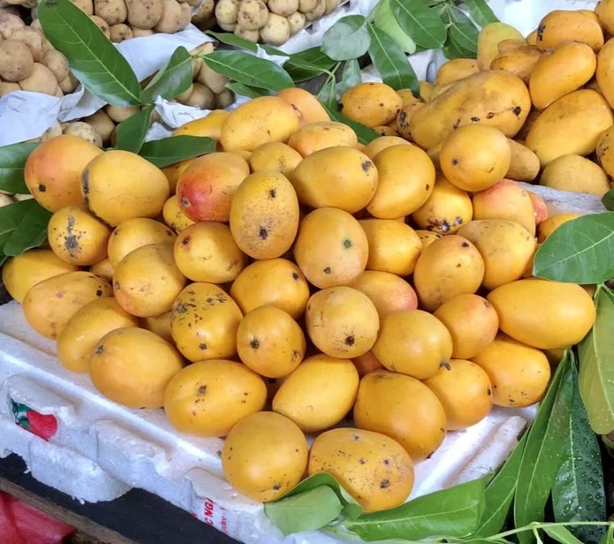 Người dân Châu Đốc chia sẻ rằng xoài thanh ca tuy nhỏ nhưng có mùi thơm ngào ngạt