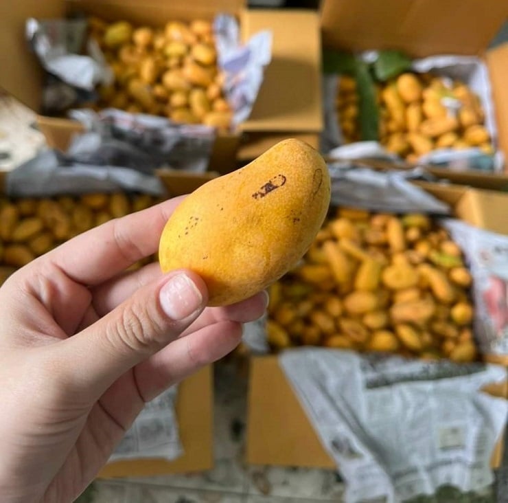 Ngày nay, giống xoài này đã trở thành đặc sản nổi tiếng, được nhiều người dân thành phố tìm mua để thưởng thức