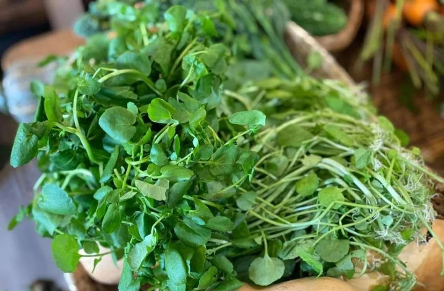 Cải xoong chứa một lượng vitamin C dồi dào, một vi chất dinh dưỡng có vai trò quan trọng trong việc ngăn ngừa bệnh ung thư