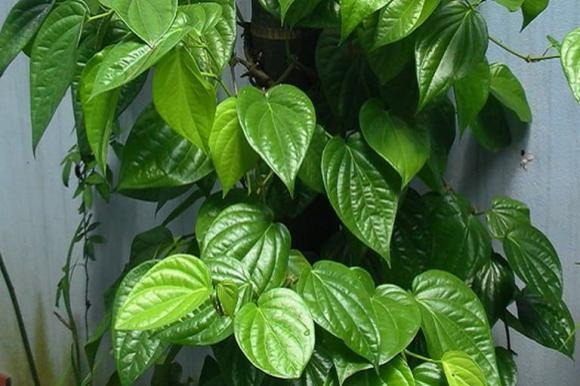 Lấy khoảng 3 lá trầu không, rửa sạch và giã nát. 