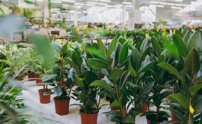 Xịt dung dịch xung quanh các chậu hoa và cây cảnh trồng trong nhà giúp loại bỏ trứng côn trùng và tránh được côn trùng bay nhỏ. 