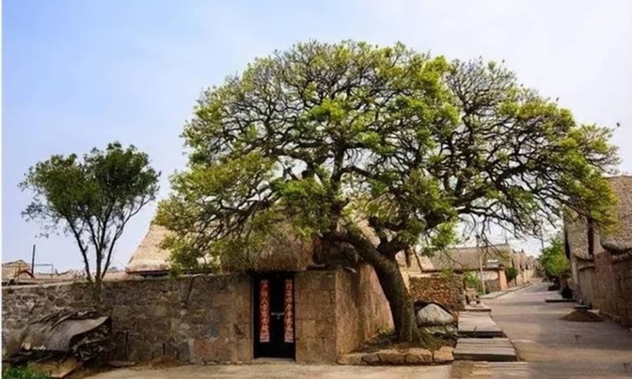 3 cây không trồng trước nhà