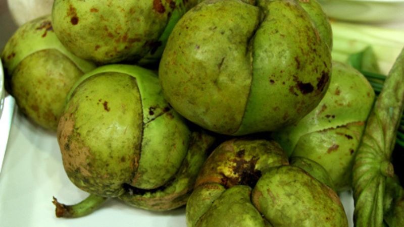 Cây sổ có thân khá to, lá hình bầu dục, nhọn ở hai đầu, mép khía răng cưa đều đặn. 