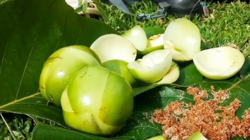 Cây sổ có thân khá to, lá hình bầu dục, nhọn ở hai đầu, mép khía răng cưa đều đặn. 