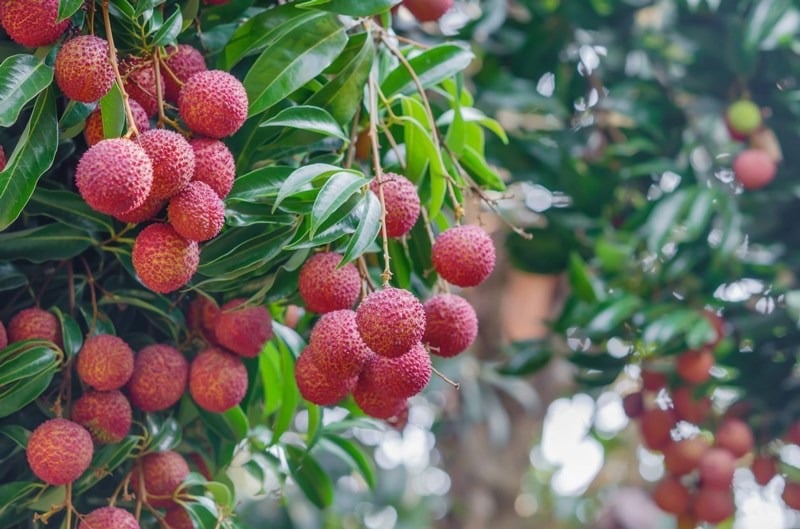 Lương y Bùi Hồng Minh cho biết, nước muối có tác dụng phòng trừ sinh hỏa. 