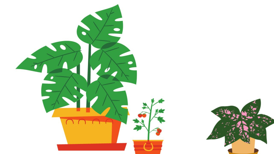 Vị trí trồng cây phải hợp lý để cây phát triển