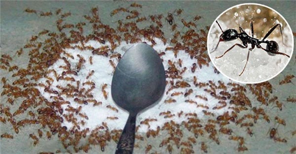 Đuổi kiến bò hàng dài vào nhà