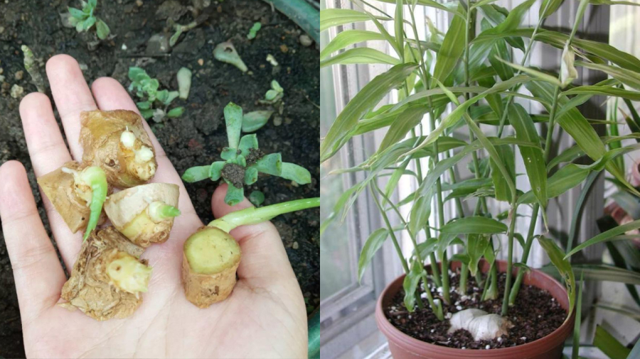 Những củ gừng mọc mầm không ăn đến có thể đem trồng để có cây gừng mới.