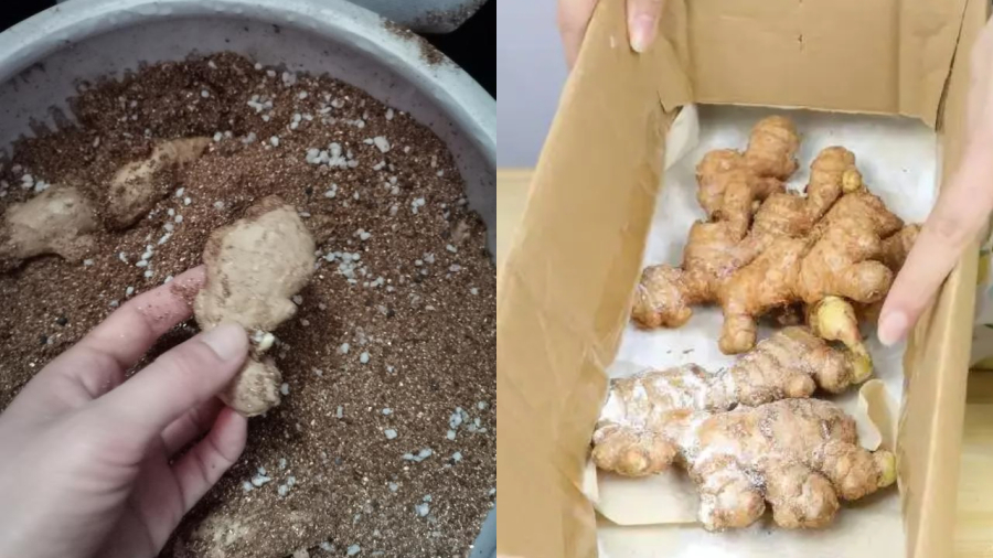 Bảo quản gừng trong cát hoặc sử dụng baking soda đều có thể giúp gừng tươi lâu, hạn chế tình trạng mọc mầm.