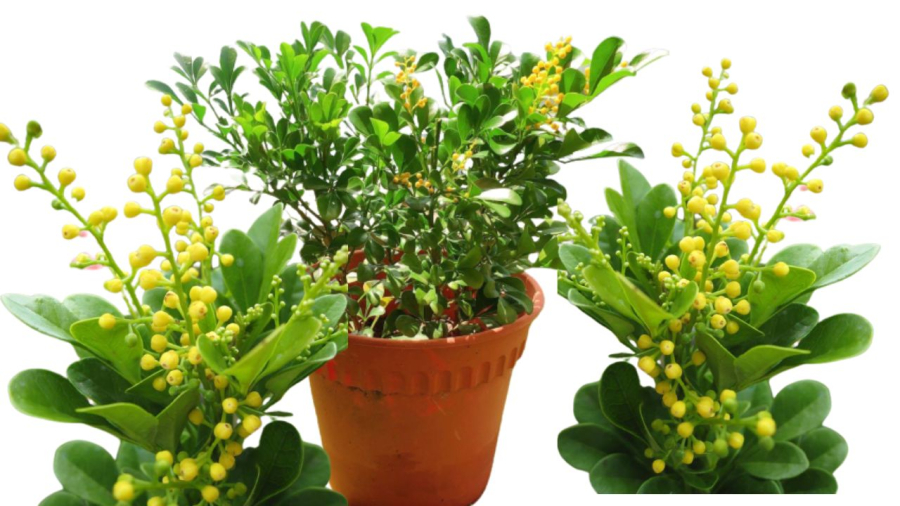 Cây hoa ngâu nhỏ xinh xanh tốt quanh năm