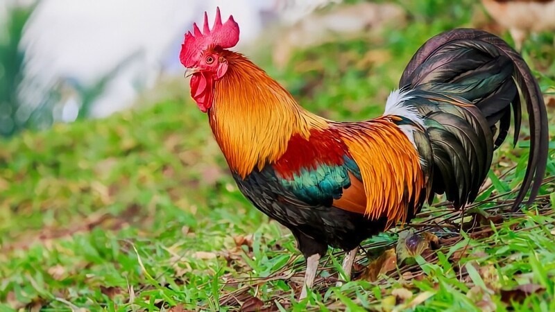 Gà trống là loài có tinh thần chiến đấu và thường làm con đầu đàn. 