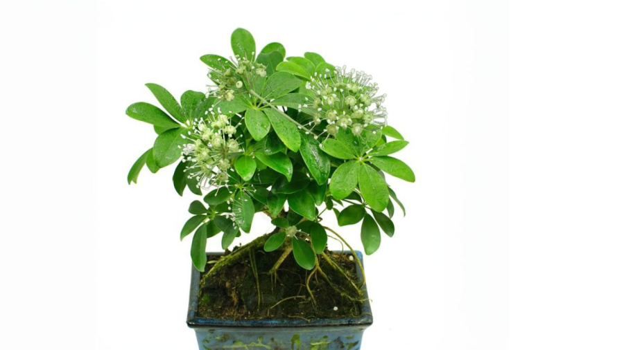 Ngũ gia bì ra hoa làm mất thẩm mỹ của cây và khiến cây xấu đi
