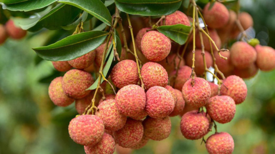 Quả vải ngon nhưng chỉ số GI cao