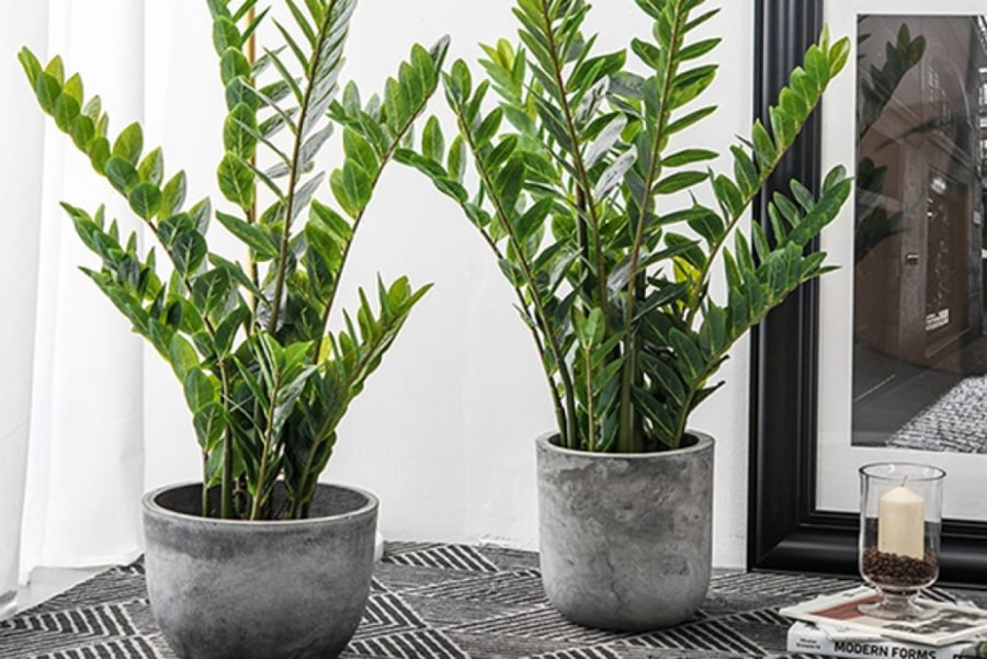 Quên thay đất, thay chậu khiến kim tiền kém phát triển