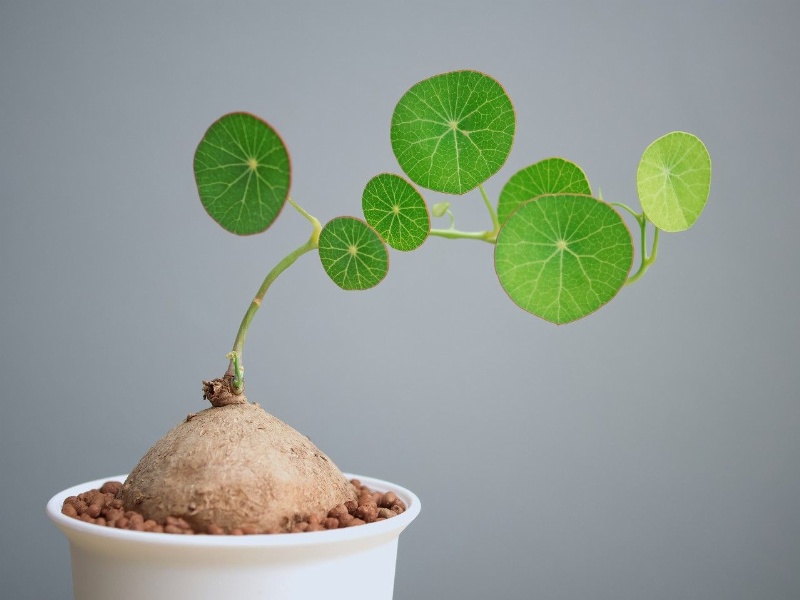 Bạn có thể dễ dàng tìm mua cây bình vôi tại các cửa hàng cây cảnh để mang về trồng trong không gian sống của mình