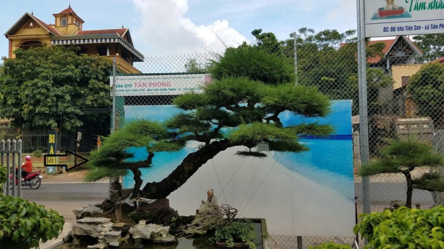 Cây thông được biết là loại cây thường dẫn dụ những thế lực “hắc ám” không mang lại may mắn cho Shbet111 slot, casino, thể thao, xổ số. 