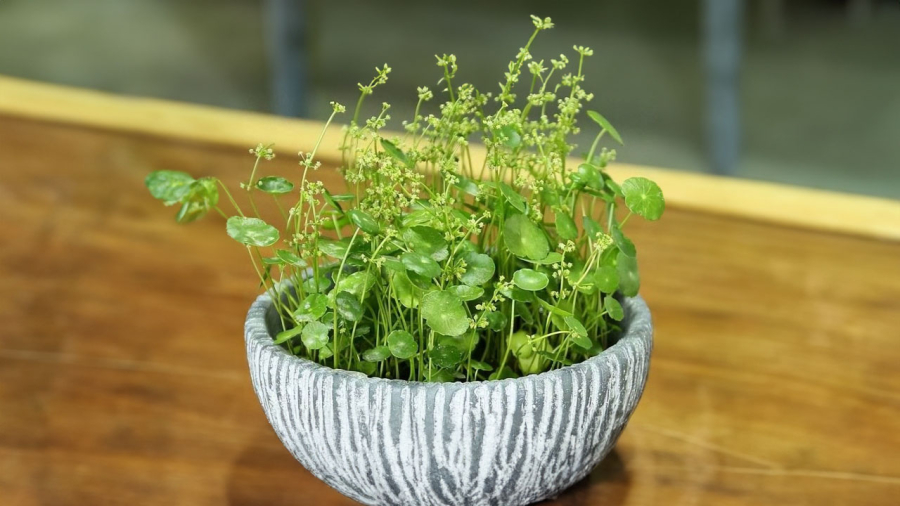 Hoa của cỏ đồng tiền không đẹp còn hại lá