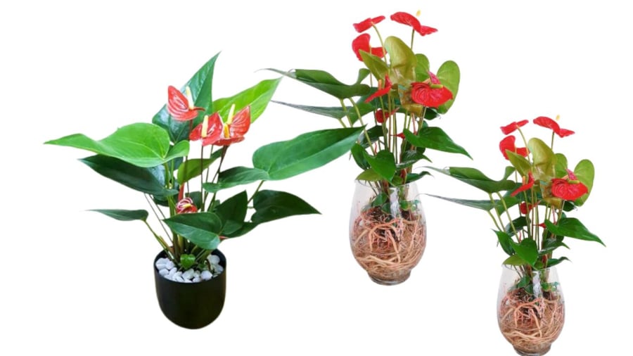 Cây xanh đặt trong phòng khách giúp điều tiết không khí trong nhà