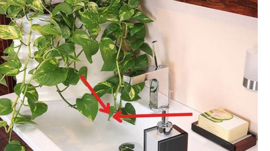 Cây xanh trong nhà tắm giúp khử mùi