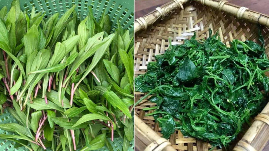 Cây hoa xuyến chi mang lại nhiều lợi ích cho sức khỏe.