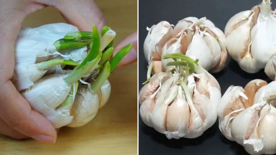 Tỏi mọc mầm có thể ăn được và rất tốt đối với sức khỏe.